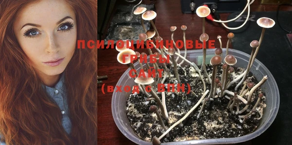 индика Аркадак